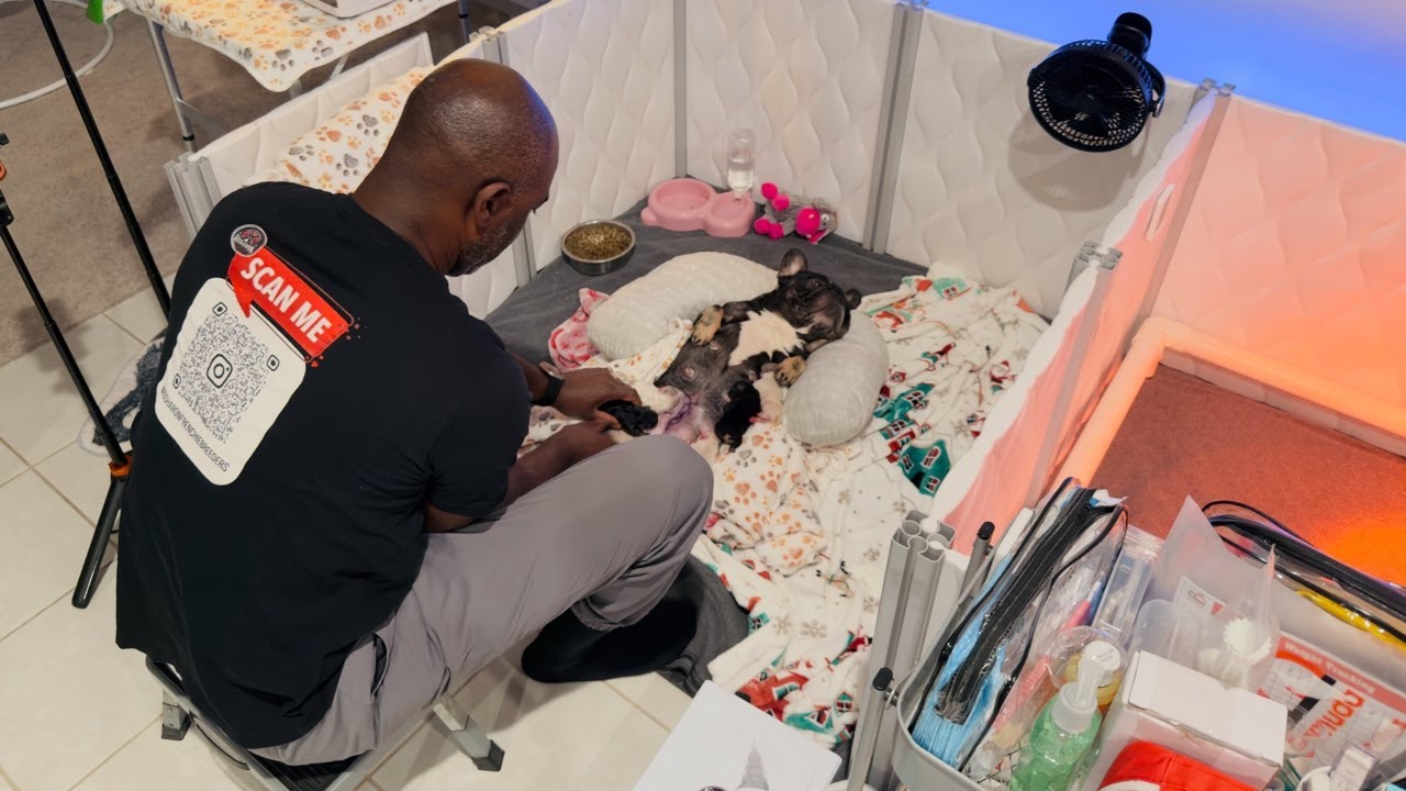 Whelping Day 1 & We've Already Lost ONE!! | Life as Rosharon Frenchie Breeders