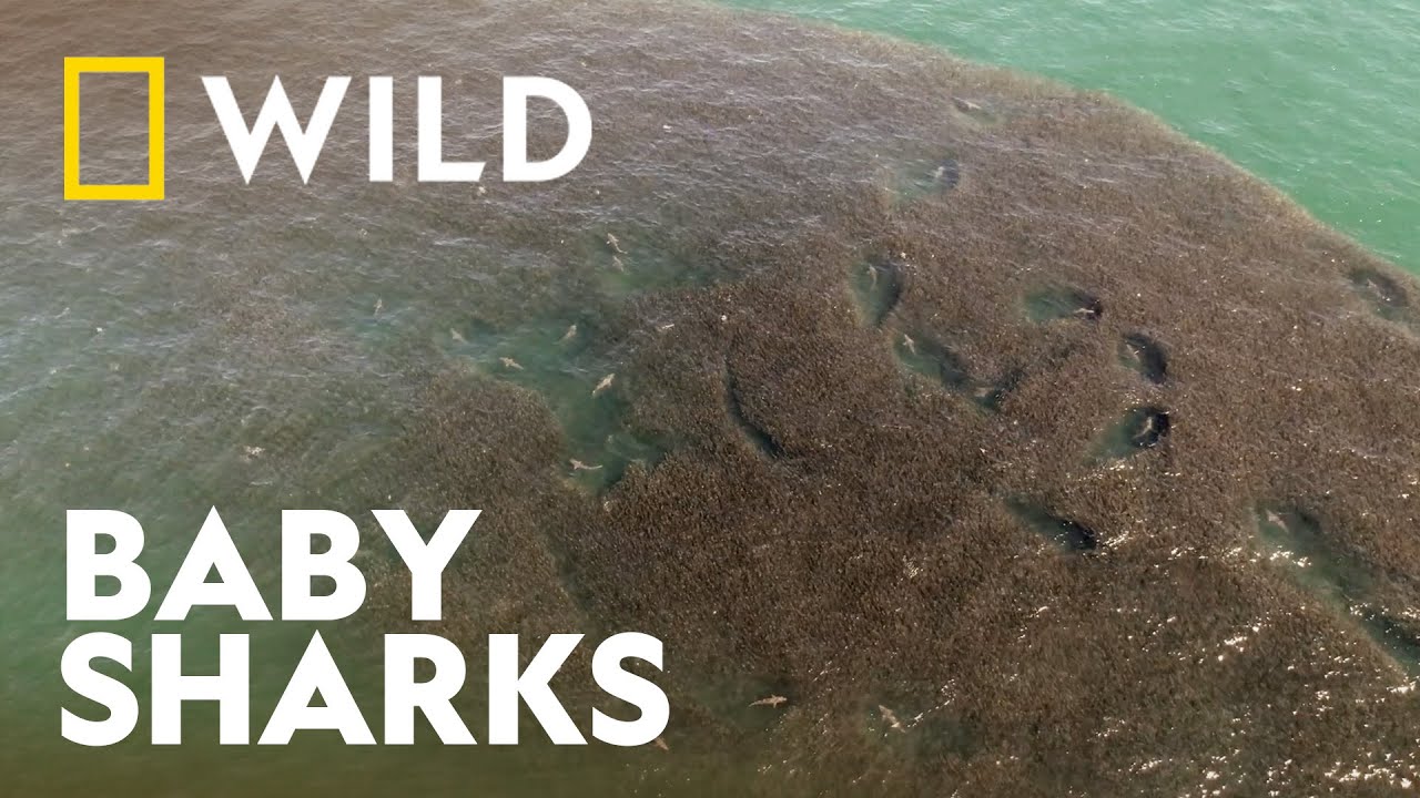 New York's Baby Great White Sharks | Sharkfest | National Geographic WILD UK