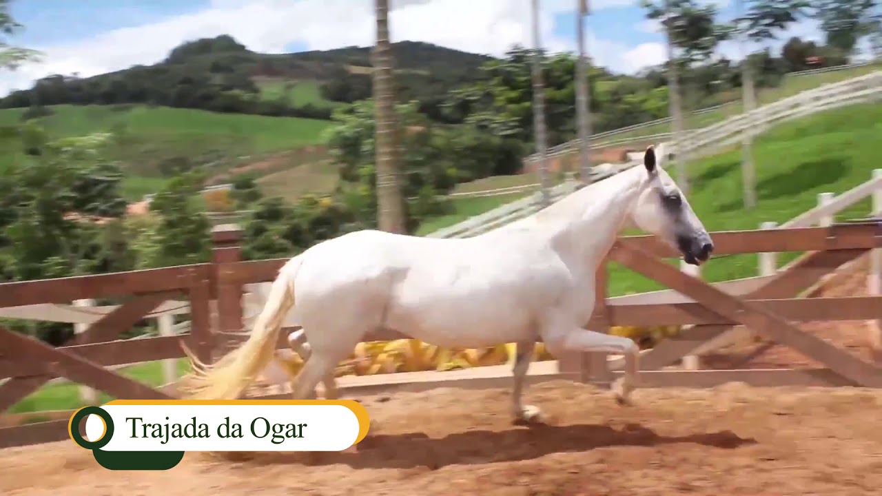 Haras Mtostes/Itabirito MG - dur. 5 min. -  Mangalarga Marchador