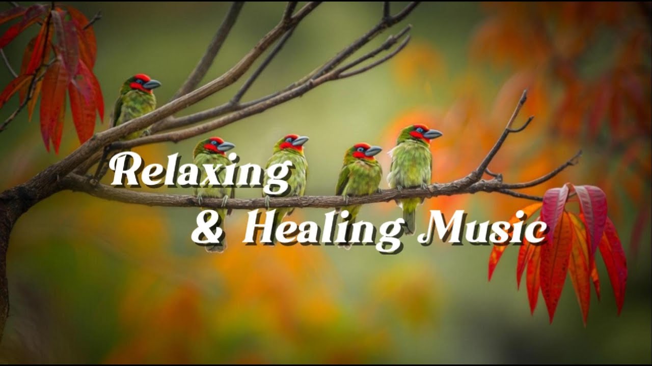 Relaxing Music for Sleep & Focus | Calm Your Mind, Study with Scarlet-crowned Barbet