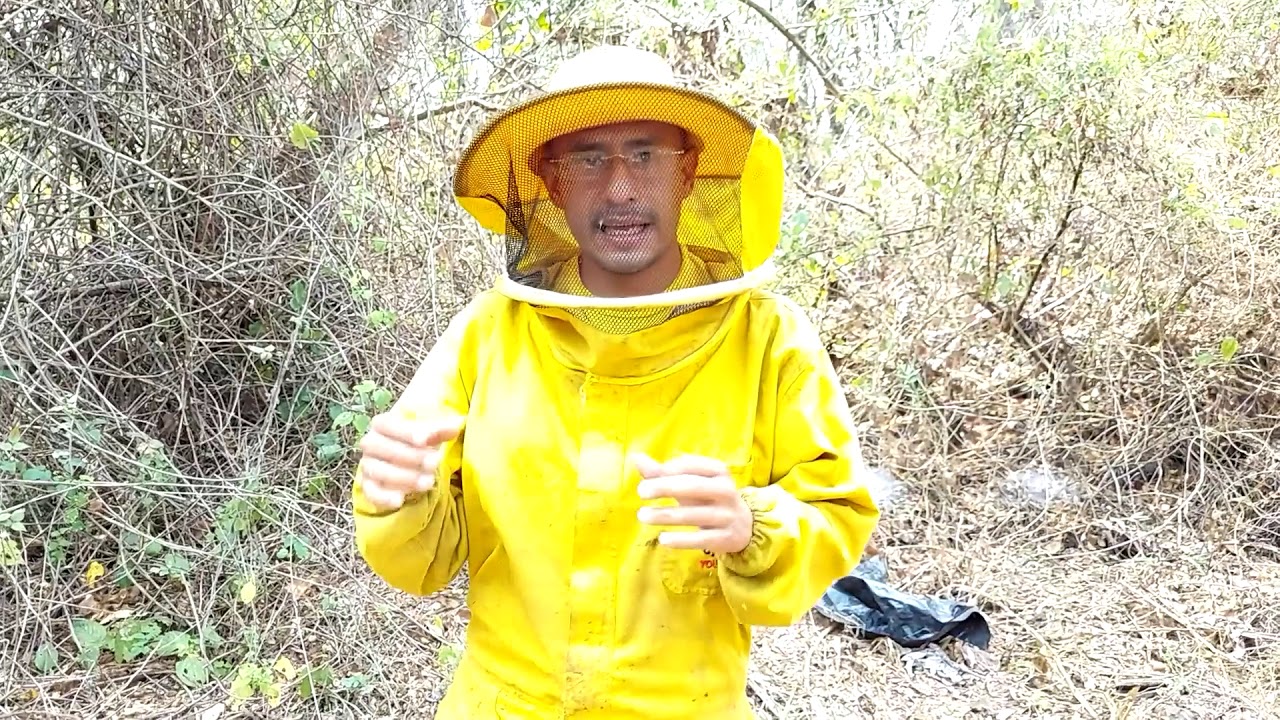 Importancia de llegar con colmenas fuertes a la floracion