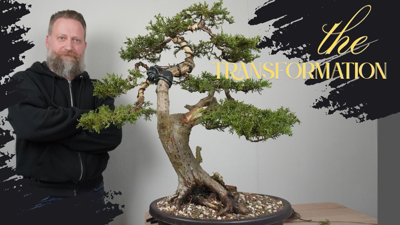 Ü40-Juniperus chinensis  |   Verwandlung  |   letzte Gestaltung an diesem Bonsai