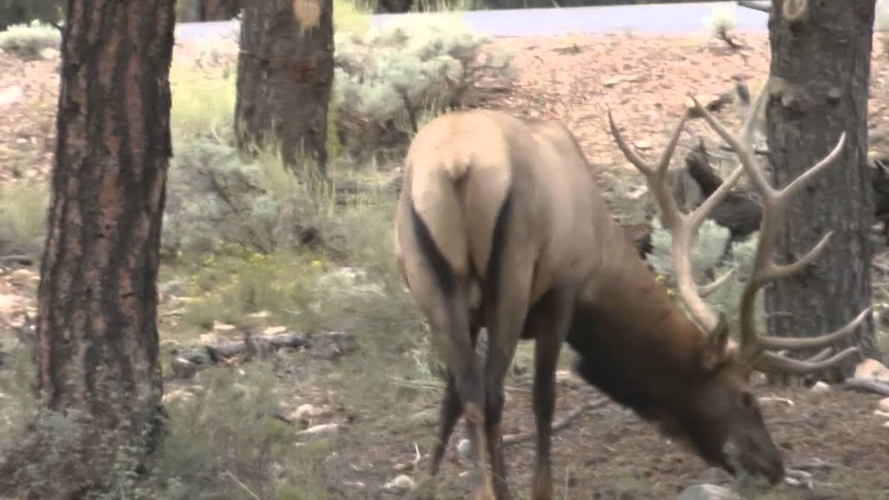 Elch Hirsch Elk USA 2013 