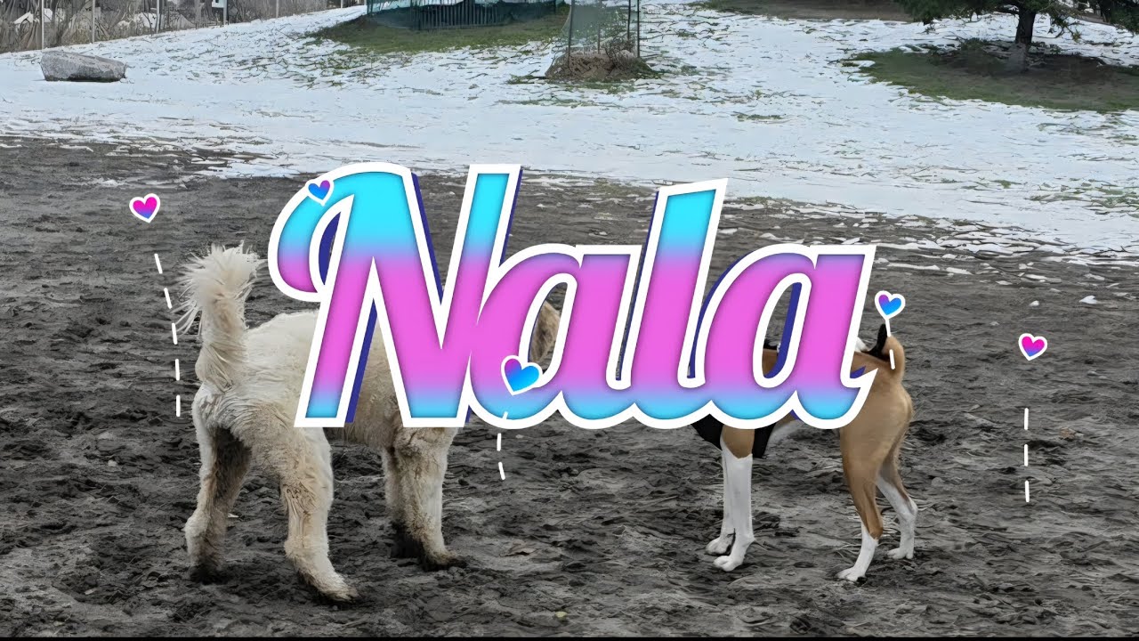 Mayo play with  Nala