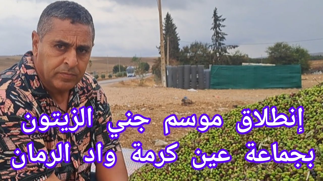 إنطلاق موسم جني الزيتون بعين كرمة ضواحي مكناس تعرفوا على ثمن مردودية وكيفية الإعتناء بشجرة الزيتون