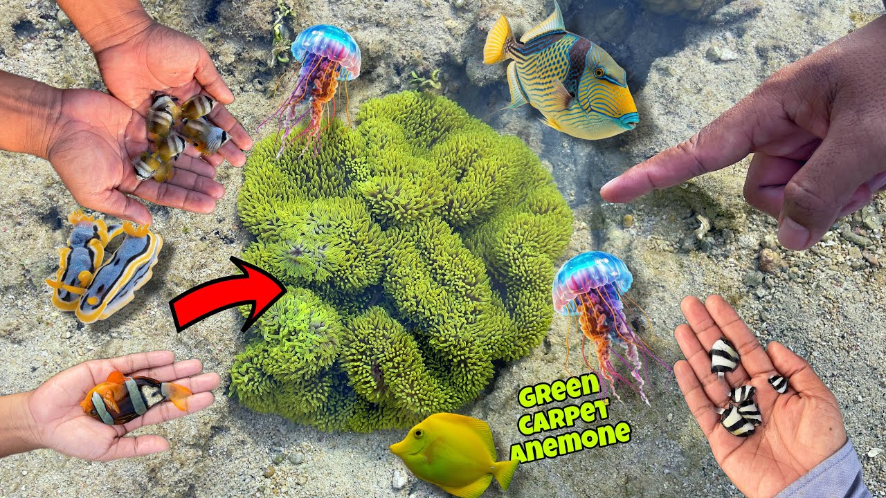 dapat anemon langka saat mencari ikan hias di laut surut !