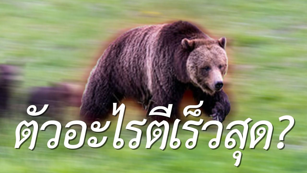ตัวอะไรตีเร็วที่สุด (DOTA 2)
