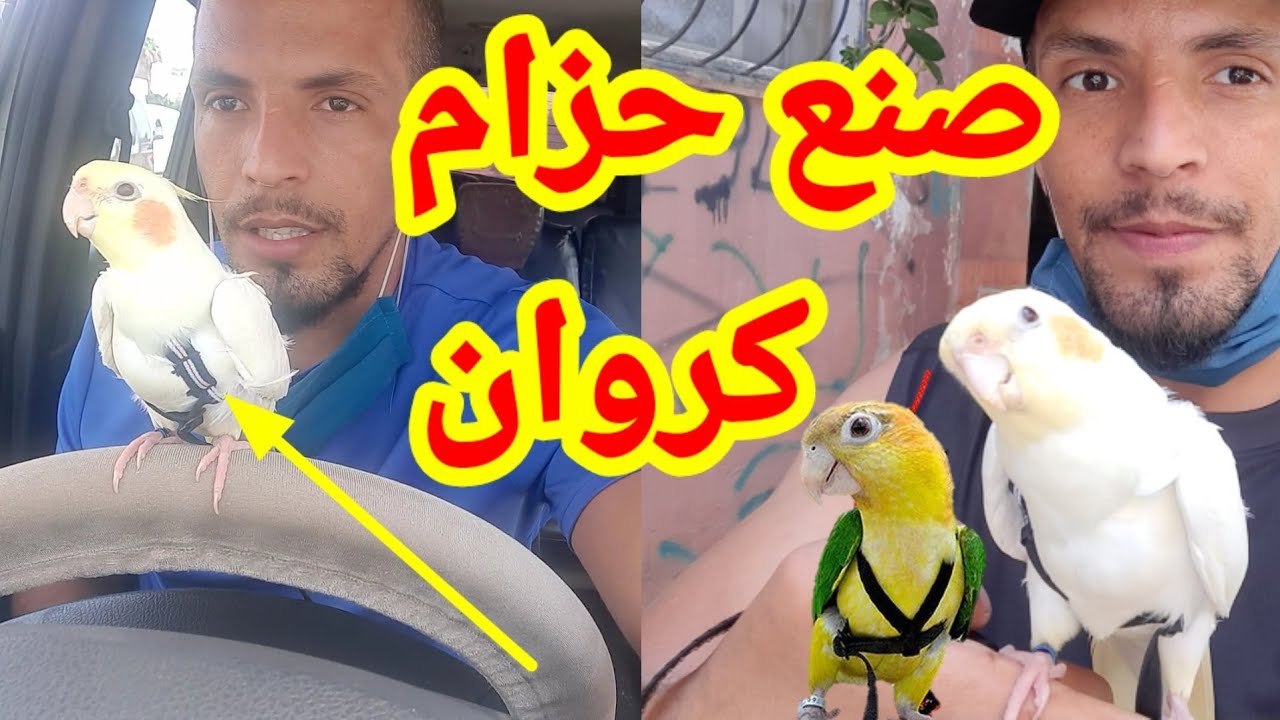 كروان: أسهل طريقة لصنع حزام كوكتيل /كالوبسيت ( حبل الهارنس ) في المنزل/harness training