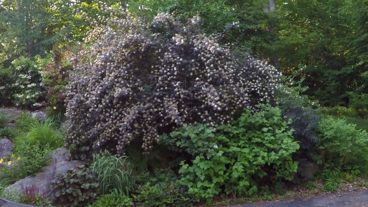 In the Garden with Susan - Physocarpus Shrub