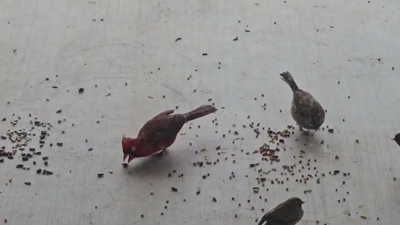 Thomas Moore Texas Wild Birdseed challenge  Part 2