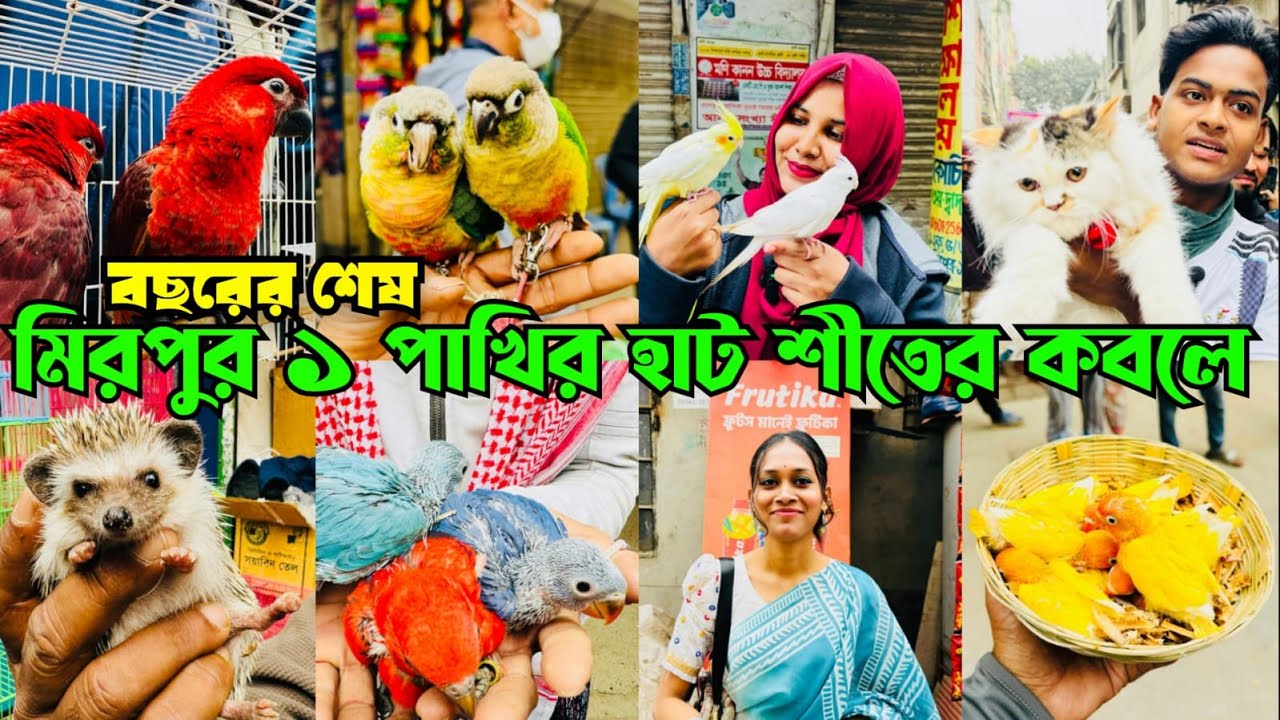 বছরের শেষ হাট শীতের ক'বলে | Mirpur 1 Pakhir Hat | মিরপুর ১ পাখির হাট #viral