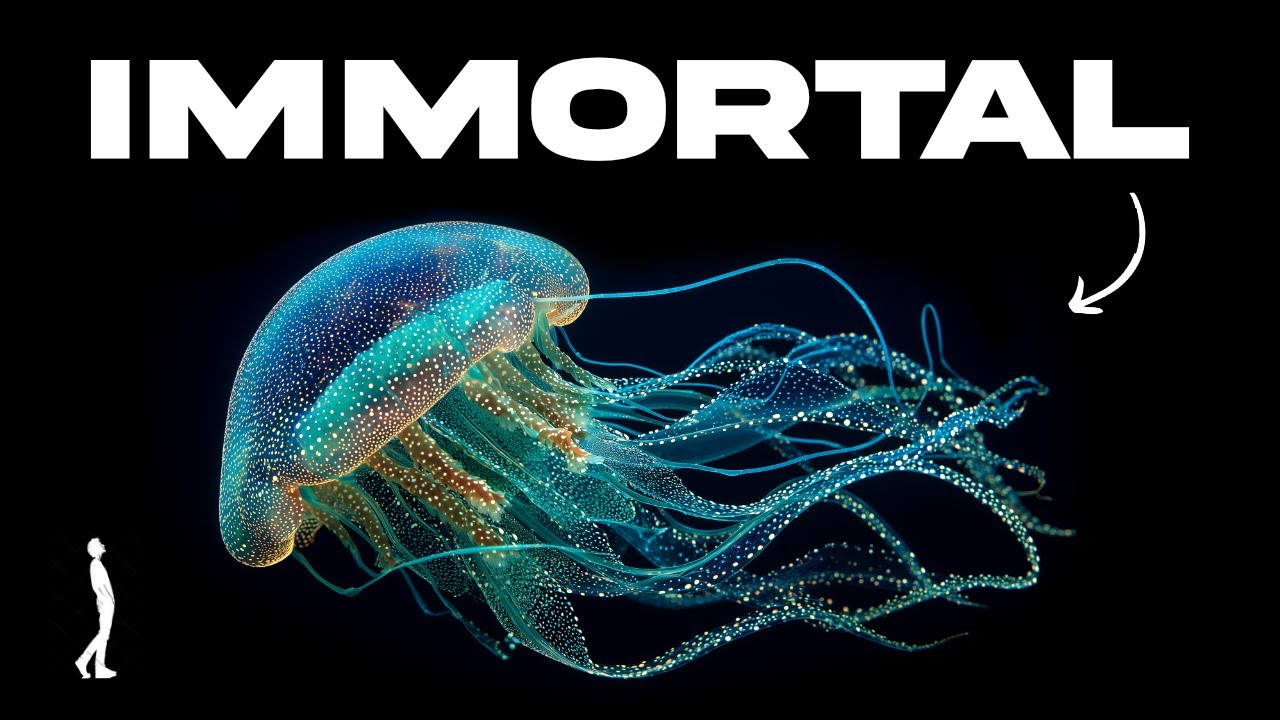 The Jellyfish That Can Live Forever