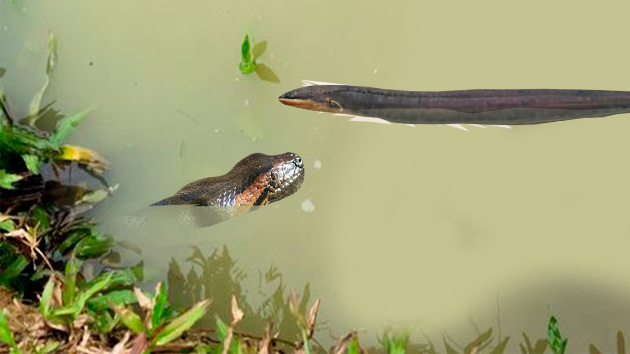 Anaconda shouldn't attack electric eel! Look what happened!
