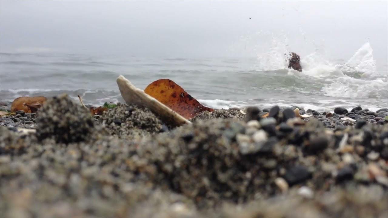 Relax in the natural beauty of Point Roberts Beaches