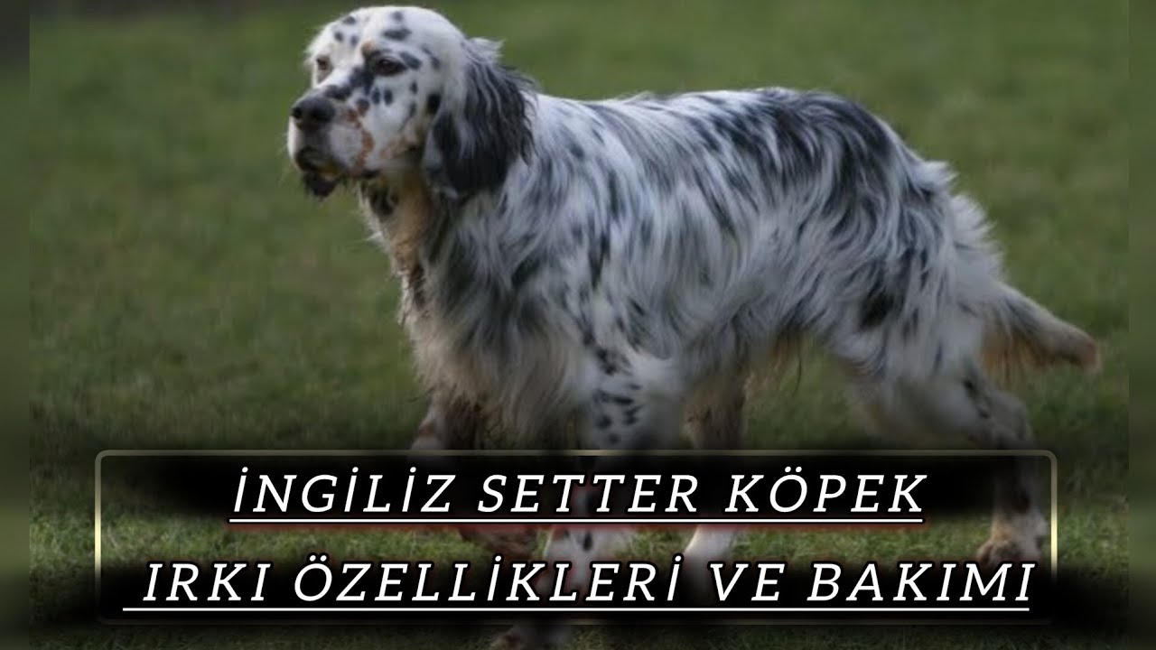 İngiliz Setter Köpek Irkı Özellikleri ve Bakımı @Gezercim #gezercim
