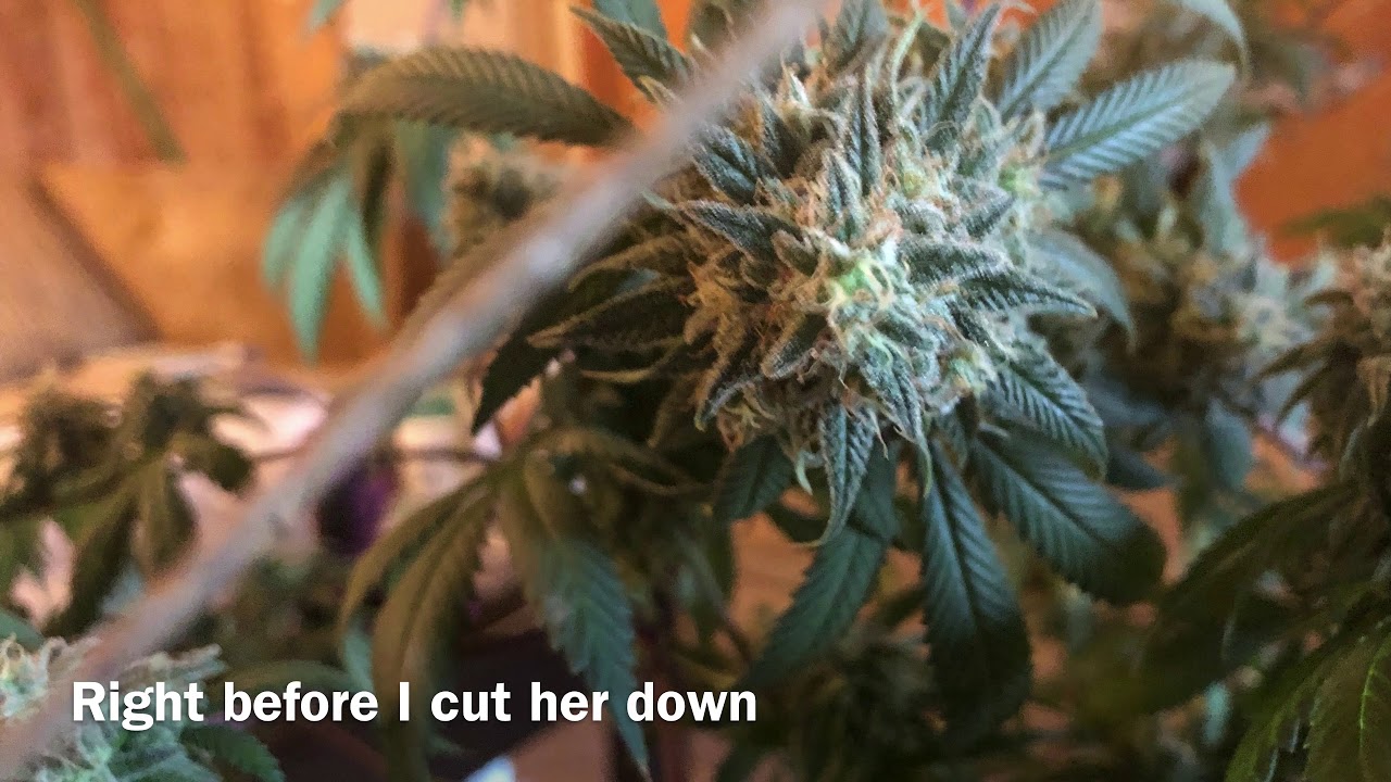 Mars hydro2 400 watt led harvest