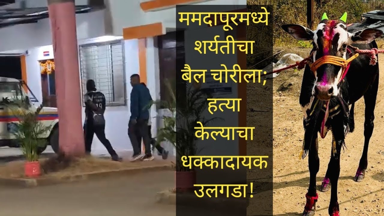 शर्यतीचा बैल चोरून केली ह*त्या!नेरळ पोलिस ठाणे हद्दीतील घटना.चार जण ताब्यात,.एक अल्पवयीन!