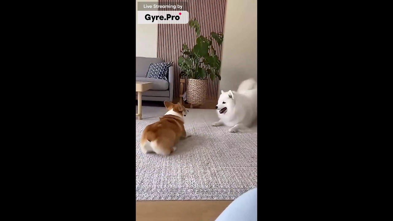 コーギーと赤ちゃん動画集