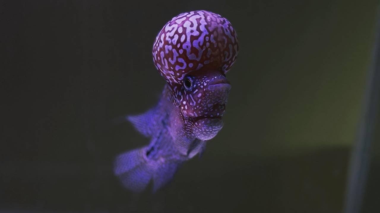 FLOWERHORN GROOMING TIPS | How to groom flowerhorn fish| Flowerhorn Hobbyist