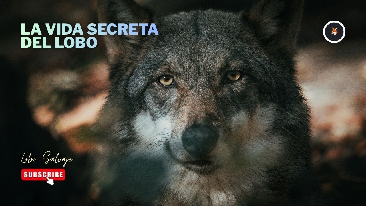 La Vida Secreta del Lobo [DOCUMENTAL Corto]
