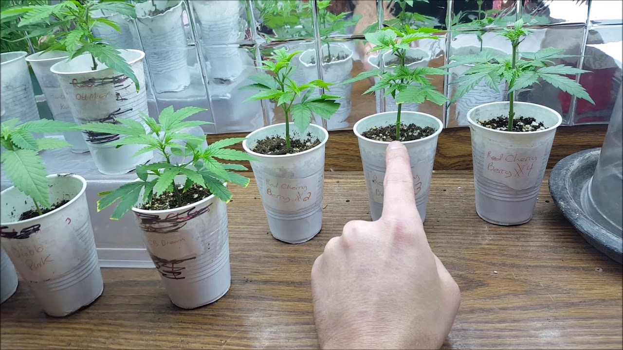 My Cheap Grow Room RCB Ep20 - There is a mutant among them ....