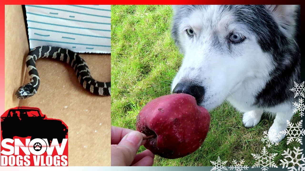 SO MANY APPLES and a snake