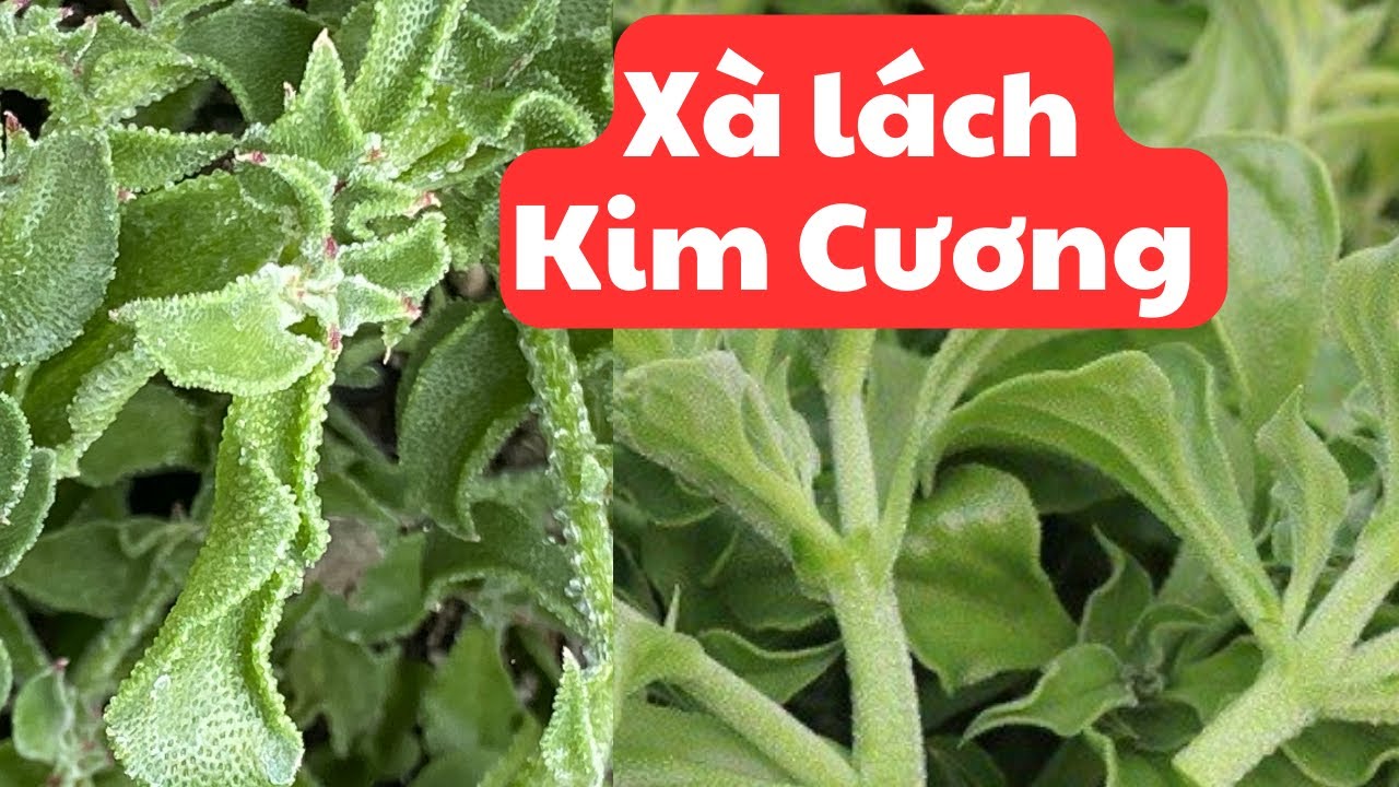 Ăn thử rau xà lách Kim Cương có vị gì | Bỏ bụi chuối sau 4 năm trồng ở vùng lạnh zone 9B. Bắc Cali