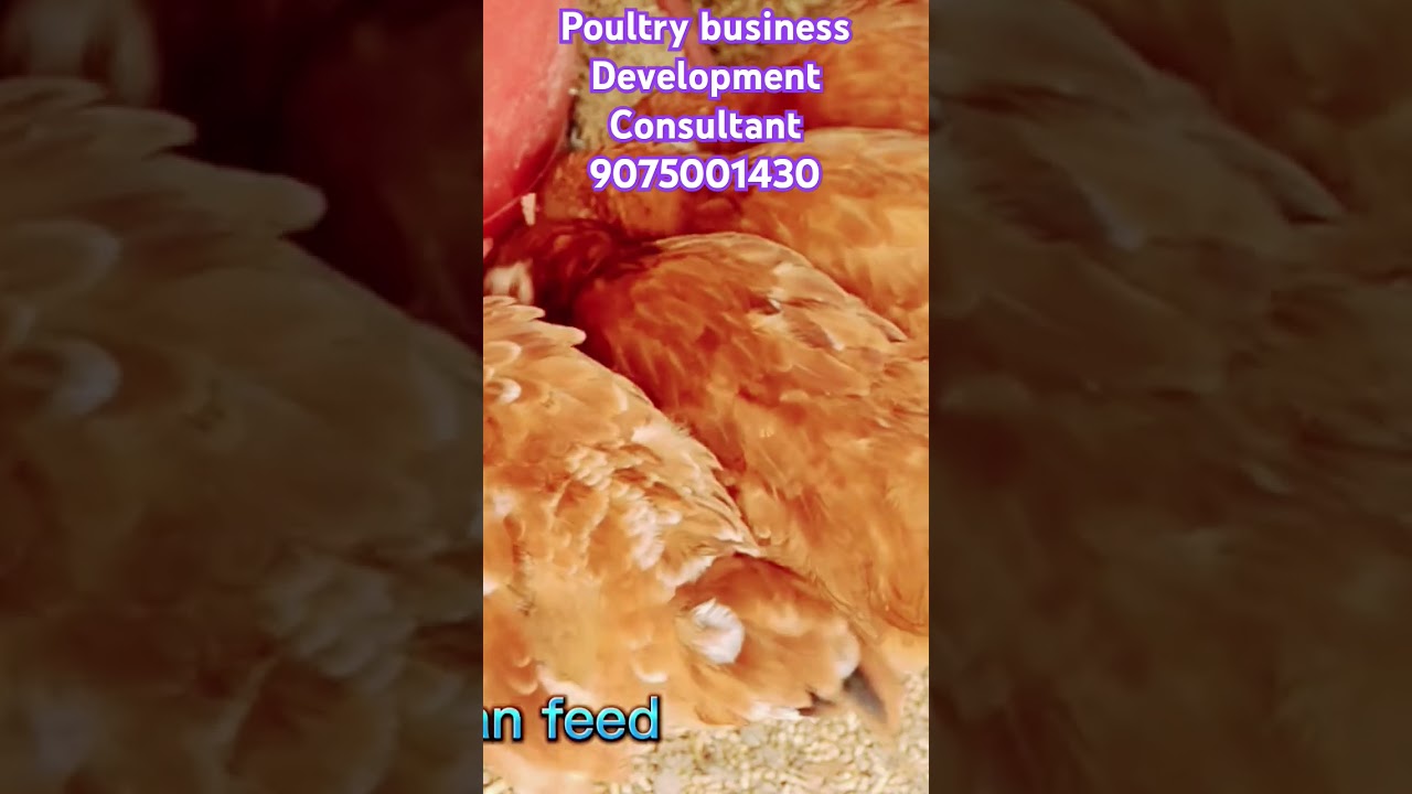 #food #poultrybusiness #chicken #poultryideas #egg #poultrytips #amazingfacts #poultryfarming #hen