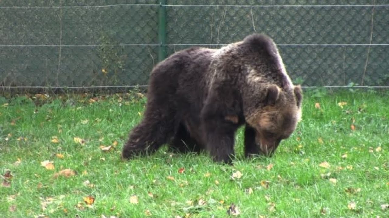 Nel Parco d'Abruzzo, dove la convivenza orso-uomo è possibile