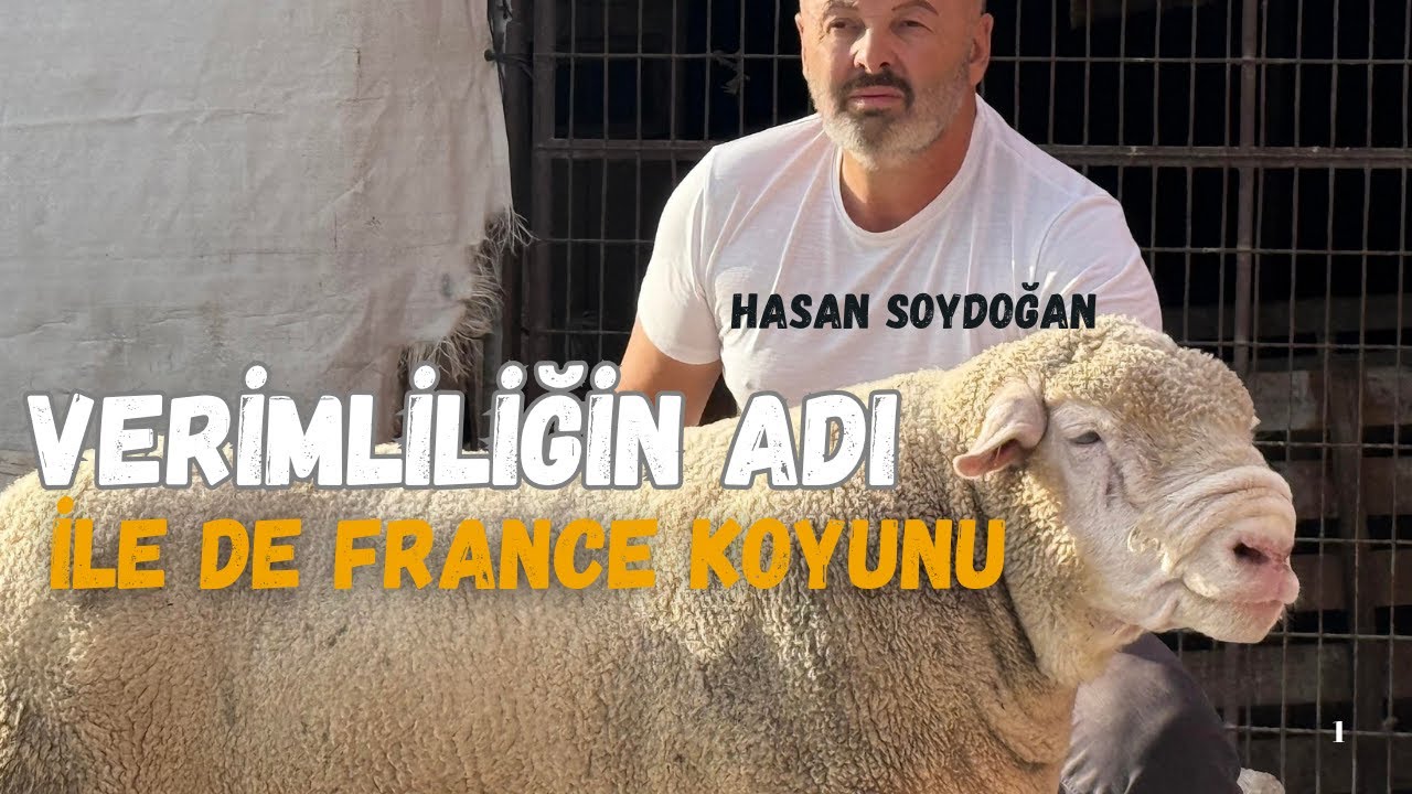 İle De France Koyunu | Hasan Soydoğan (0 532 460 98 71) Pınarhisar