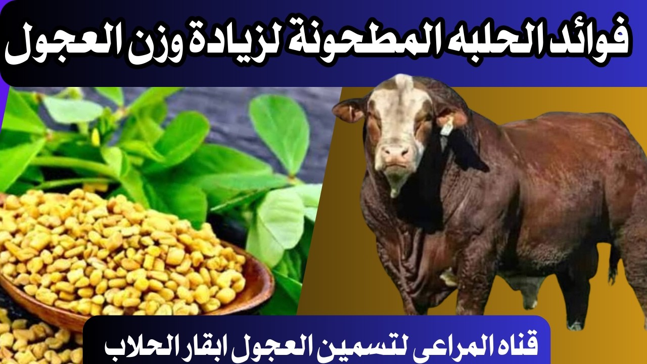 زياده اوزان  العجول ورفع انتاجيه الالبان للابقار ؟ طرق إضافة الحلبه المطحونه طرق حصريه
