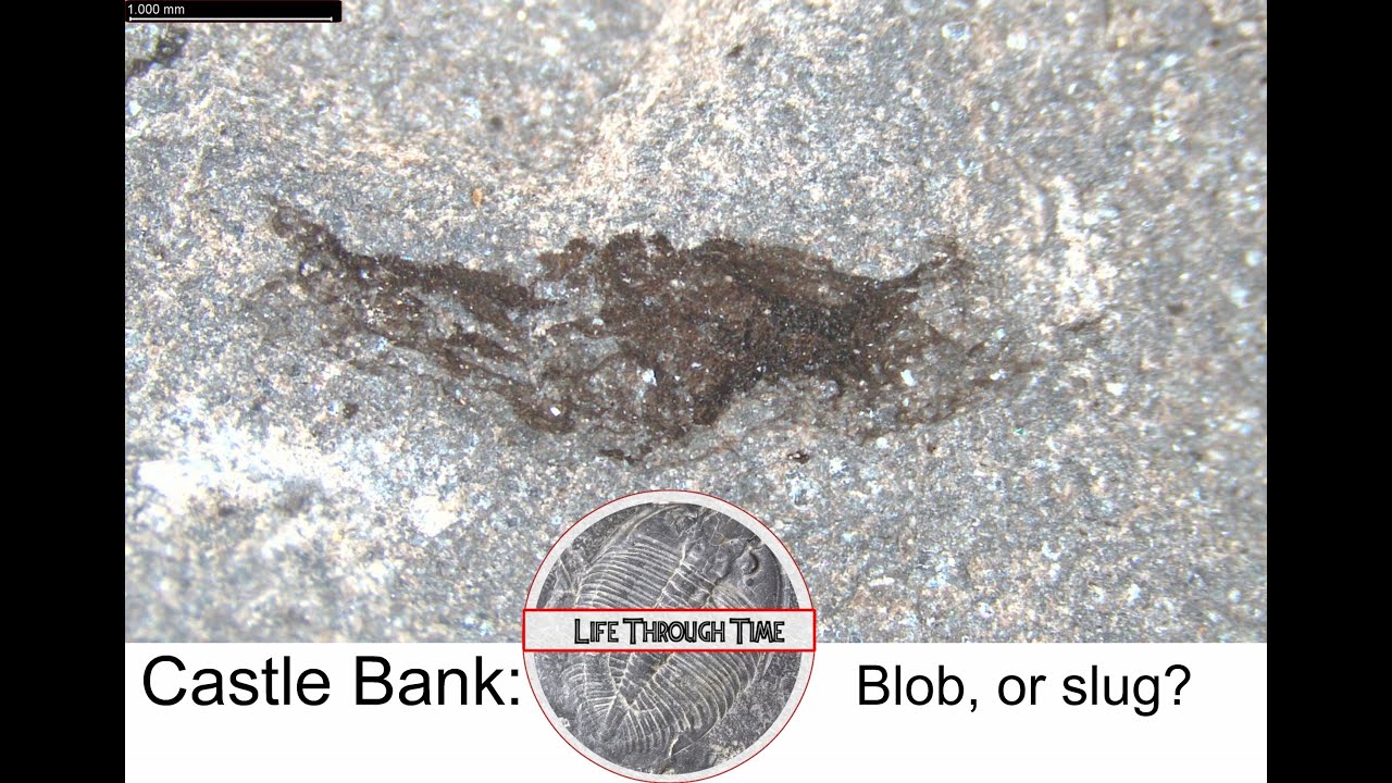 Castle Bank: Blob, or Slug?