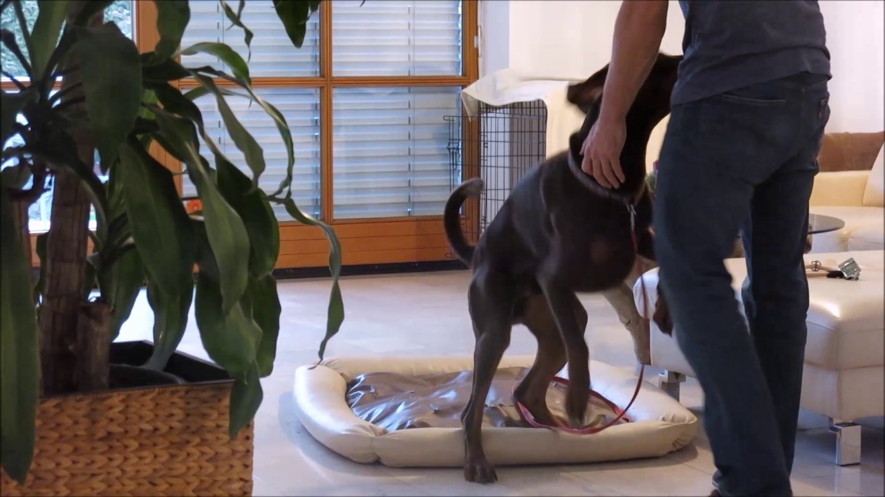 Hundeerziehung: gestresster Dobermann, Deckentraining