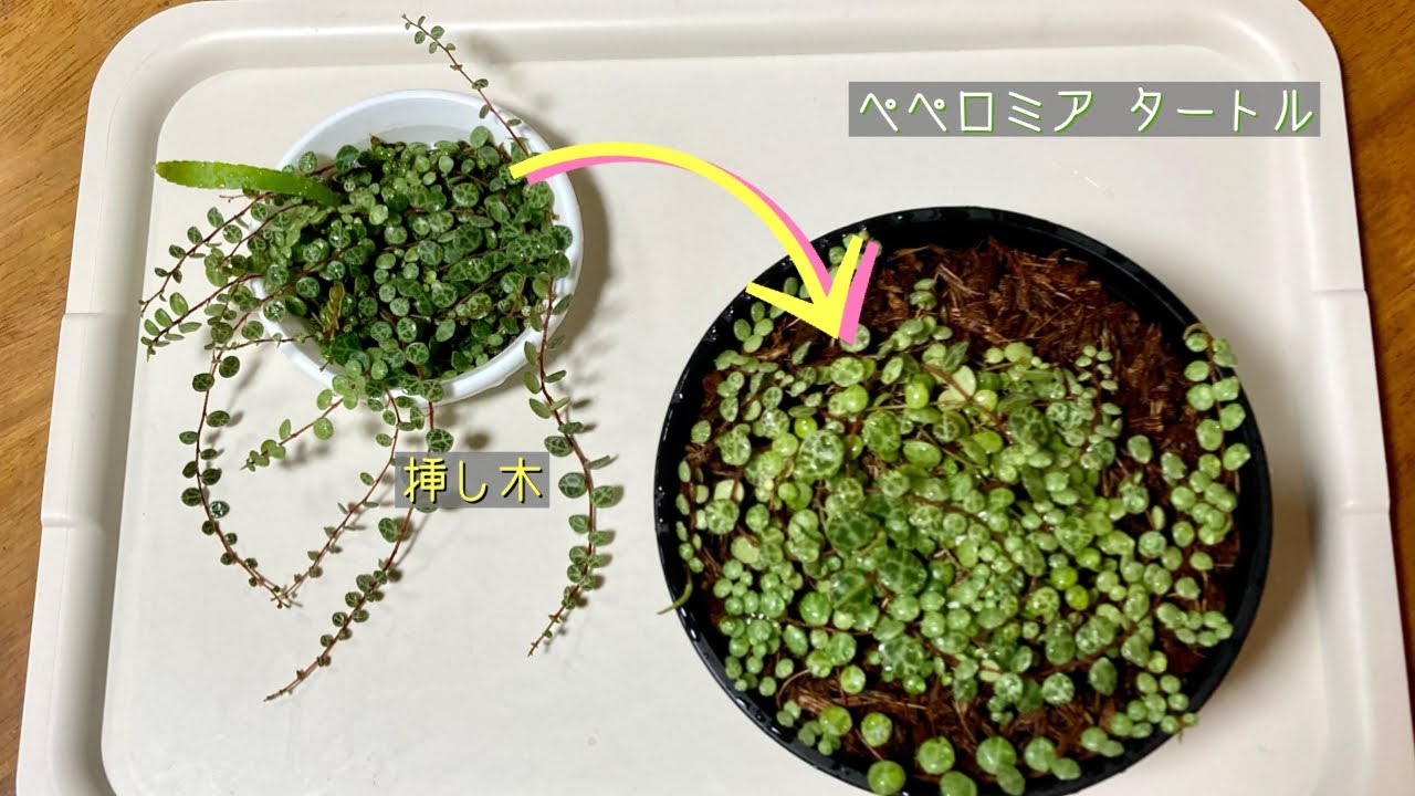 2022年9月26日　【ペペロミア タートル】挿し木を植える　リクエスト　ベラボンプレミアムで植え付け　ベラボンの使い方　メネデール　・グリーンネックレス