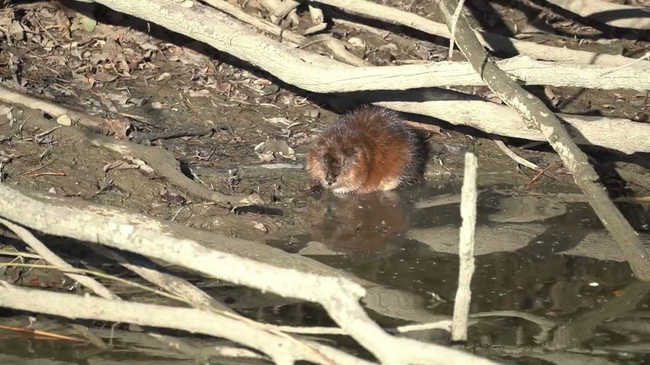 Muskrat Sleeping in the Sun
