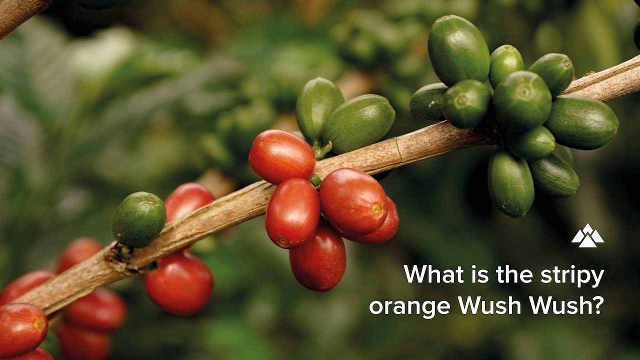 What is the stripy orange Wush Wush?