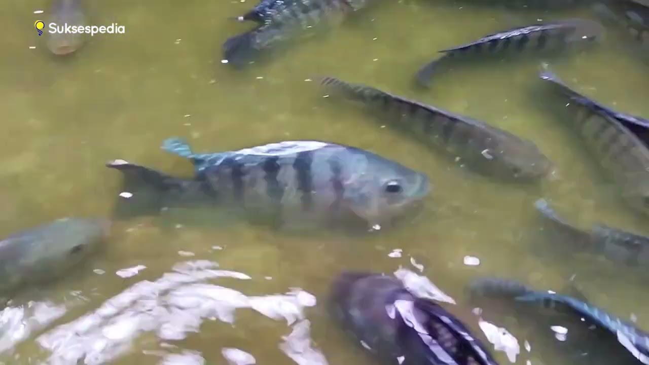 BUDIDAYA IKAN MUJAIR DI KOLAM TERPAL! MURAH DAN UNTUNG BERLIMPAH!