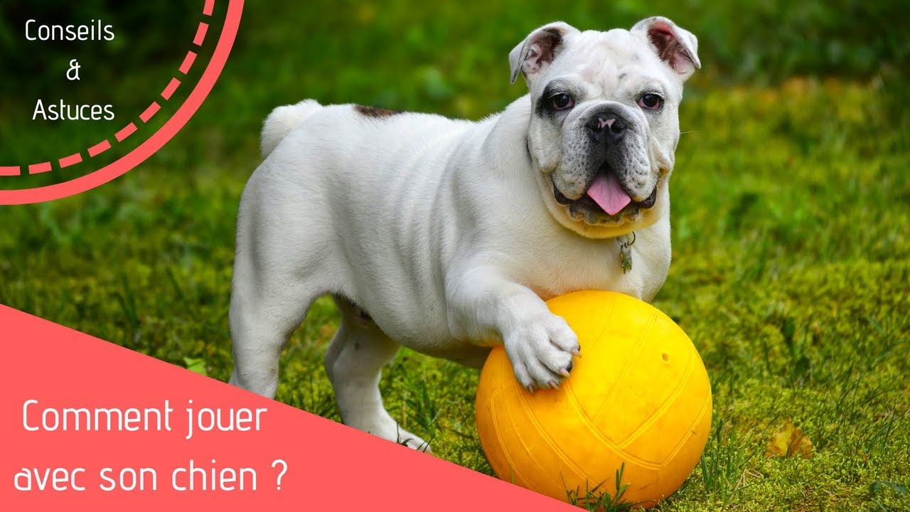 Comment jouer avec son chien ?