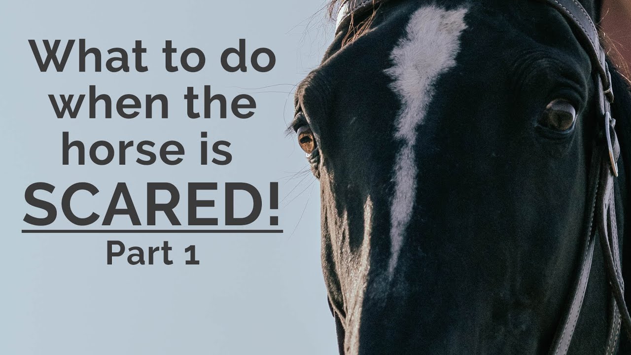 What to do when a horse is afraid - part 1 - what is fear?