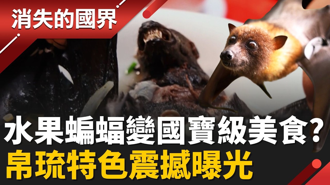 帛琉「毛小孩」文化震撼！把水果蝙蝠當家人養　最後燉湯上桌成必吃美食│李文儀 主持│【消失的國界PART1】20260215 │三立新聞台