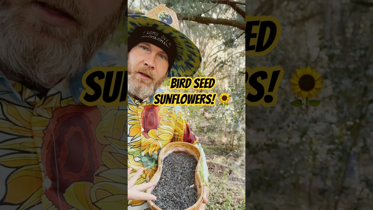 Growing bird seed sunflowers #sunflowers #birdseed #sunflower #mockingbird