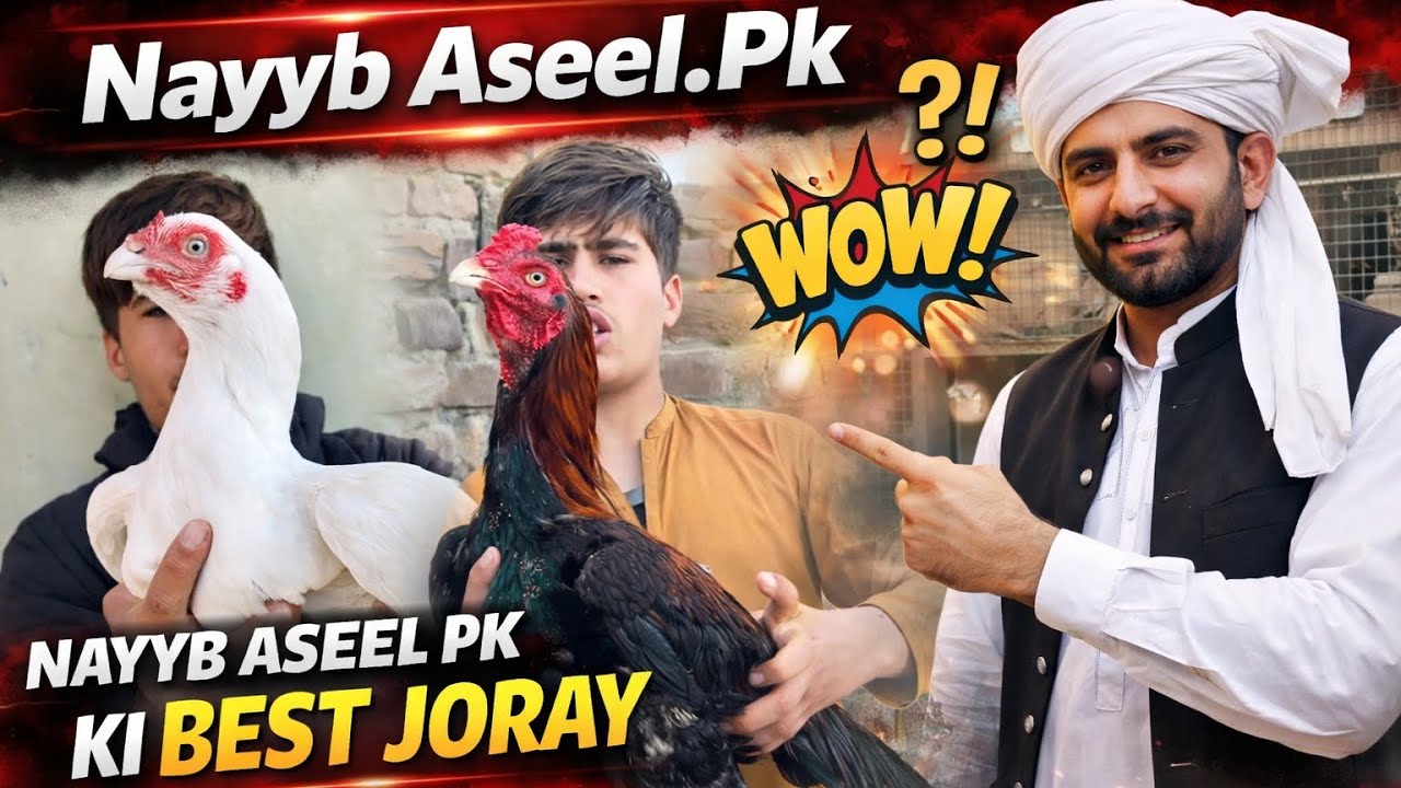 NAYYAB ASEEL PESHAWER.PK Pure White madi💯#qulity   😱Nyyab Aseel ke zarbardast jori Must Watch!🔥🔥💯