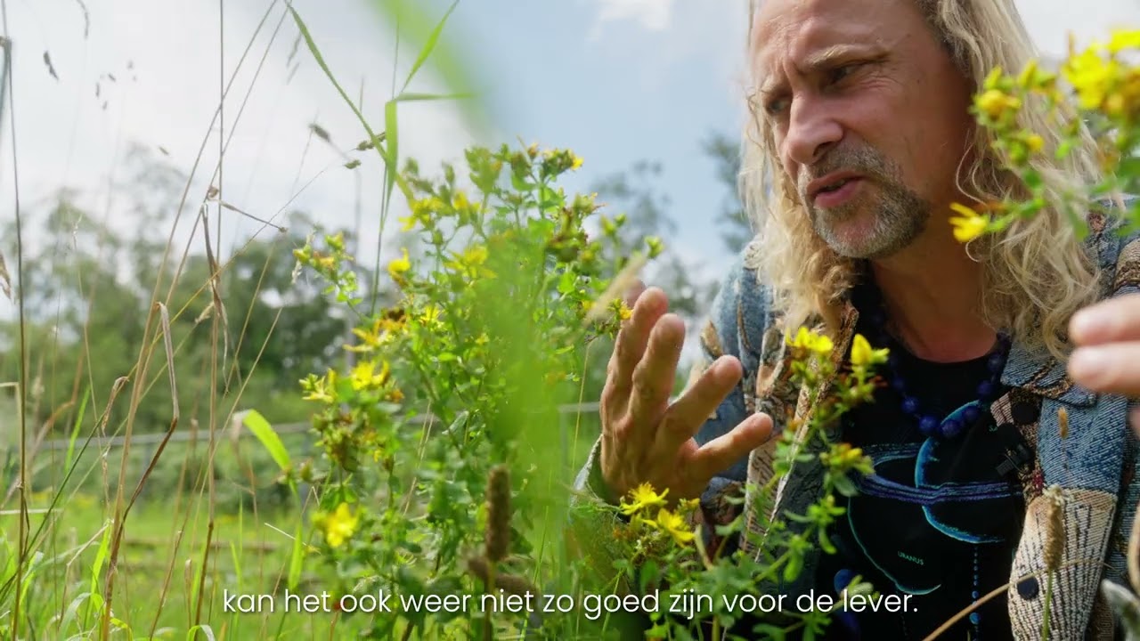 Sint Janskruid / Hypericum Perforatum - Het kruid dat je neemt als je een dip hebt.