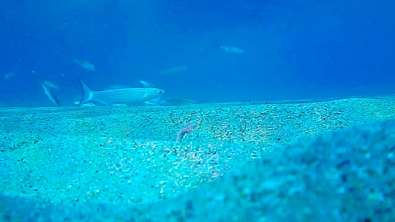 Trabucco TV - Surfcasting Academy - Puntata 7