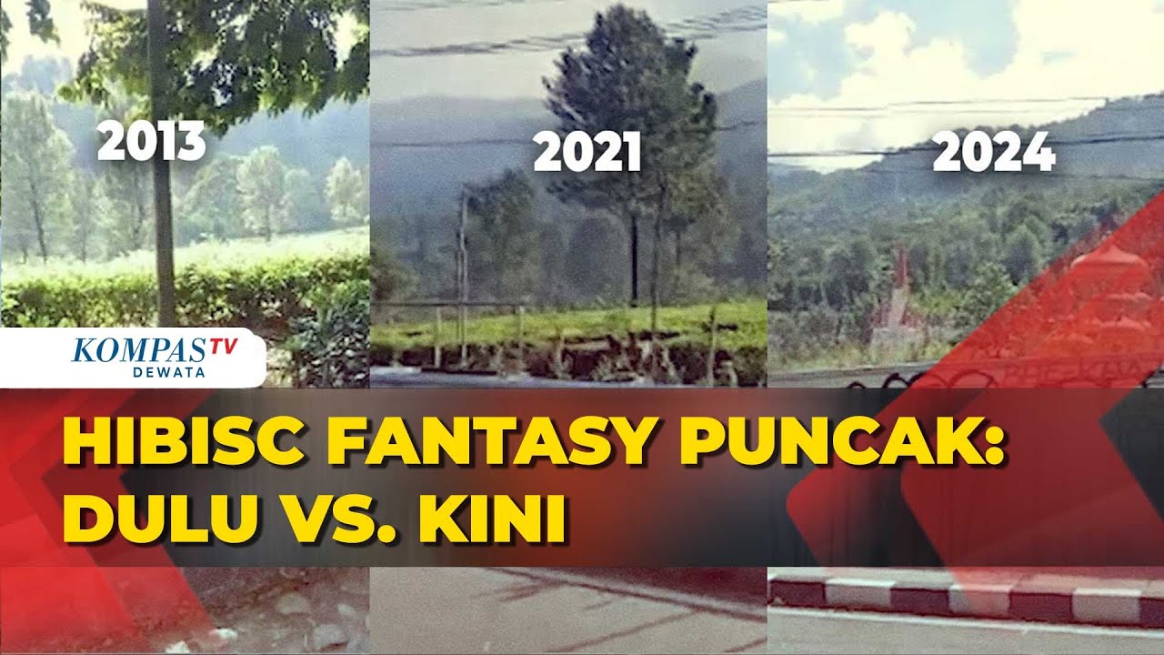 Penampakan Area Hibisc Fantasy Puncak dari Tahun ke Tahun, Kebun Teh Dibabat Habis?