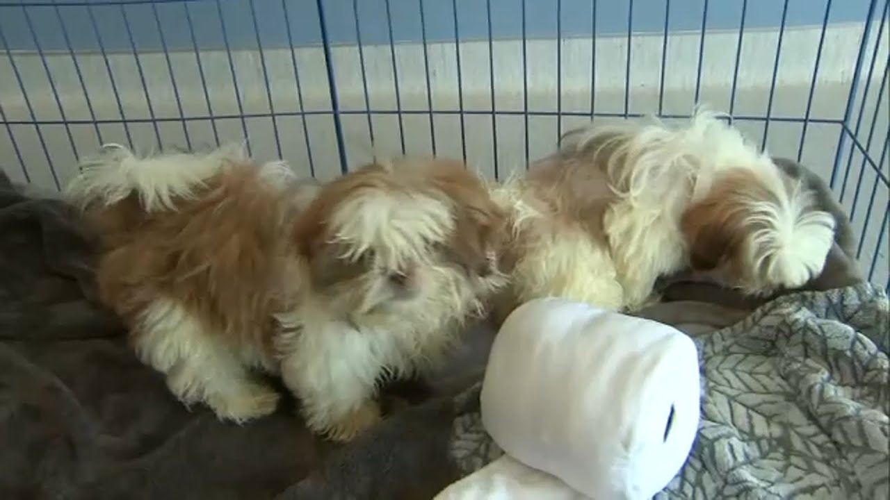 O.C. Animal Care Center at capacity after 140 rescued from 1 home I ABC7