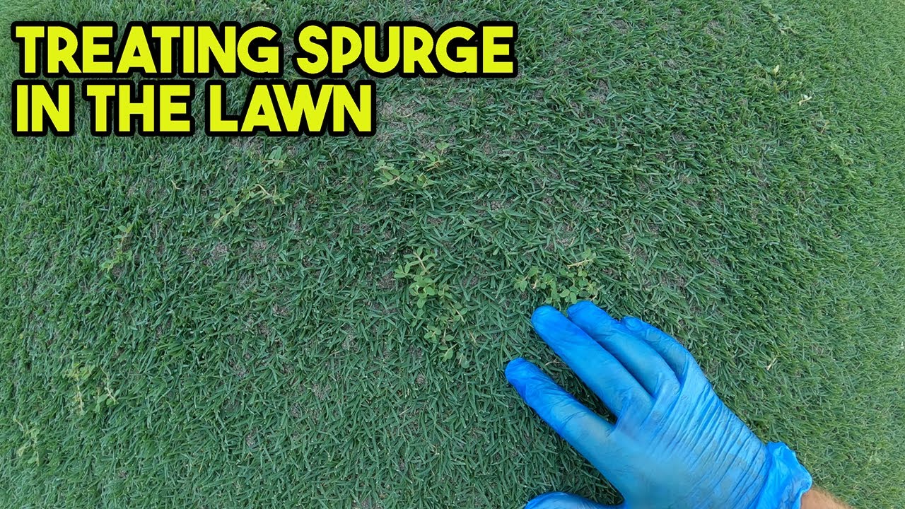 How to Treat Spurge in the Lawn (With RESULTS)