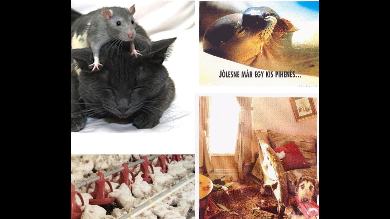 STRESS DER TIERE I. Fekete S G y