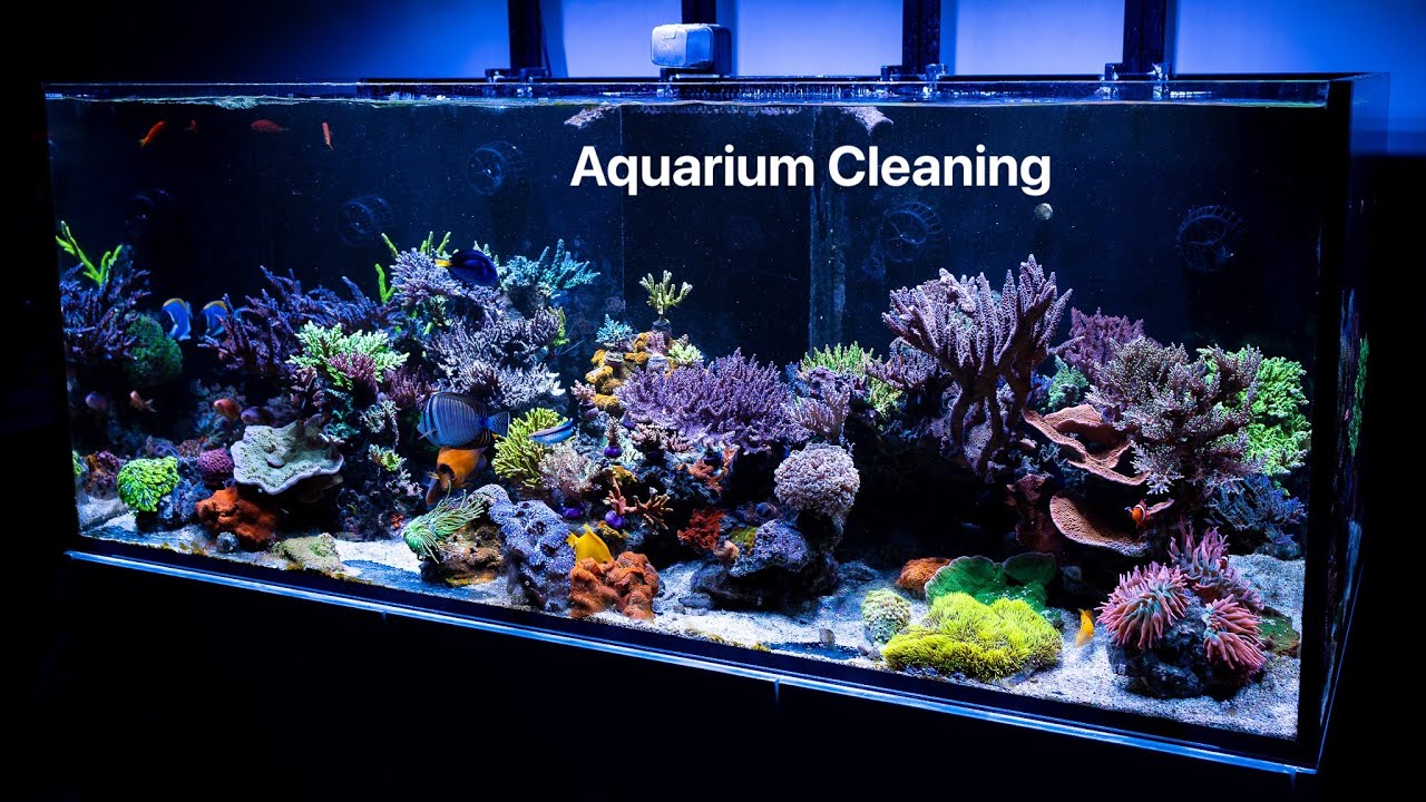 Aquarium Cleaning / Lyretail Anthias