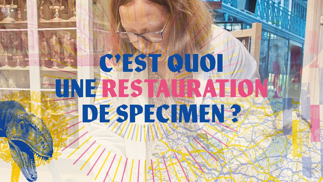 C'est quoi une restauration de spécimen ? 🐦
